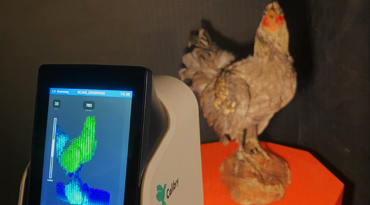 SCANNING A CHICKEN