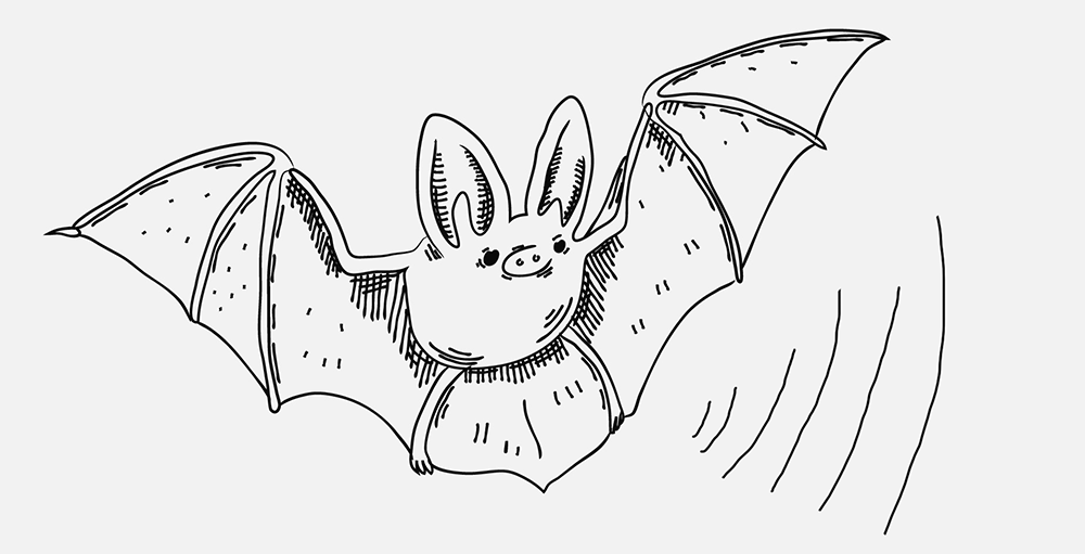 A bat